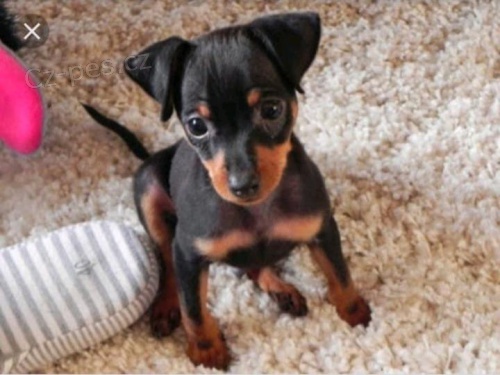 3 �t��ata Dobrman jsou nyn� k dispozici