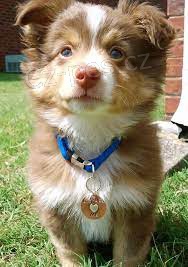 roztomil� australsk� ov��k ..