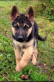 �istokrevn� n�meck� ov��k ..