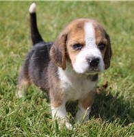 vynikaj�c� �t��ata Beagle ..