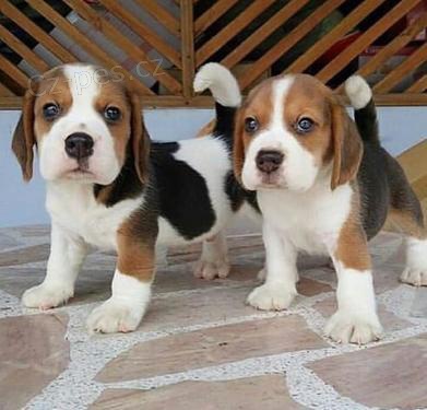 �t��ata beagle