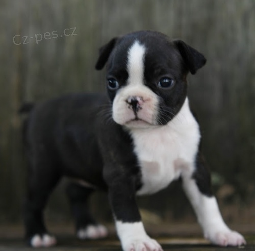 Prod�m Boston teri�r �t��ata