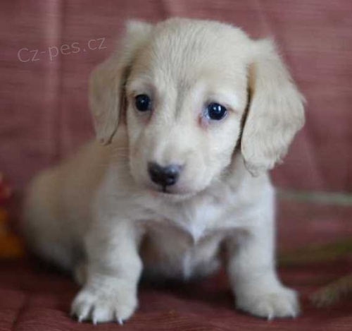 Jezev��k trpasli��