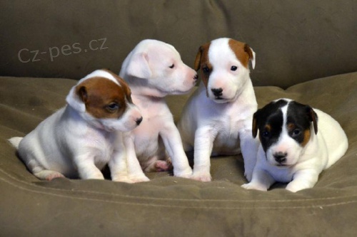 Jack Russell teri�r �t��ata s rodokmenem