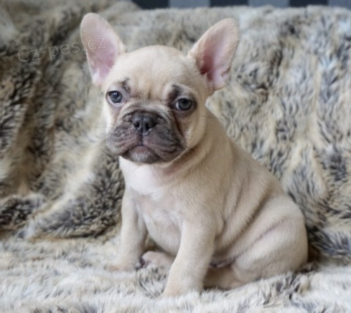 ZDRAV� a VAKCINOVAN� �t���tka francouzsk�ho buldo�ka na prodej.