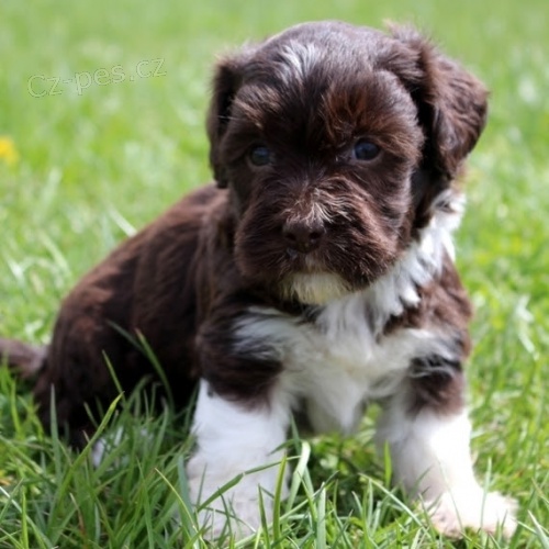 Havanese �t��ata na prodej.
