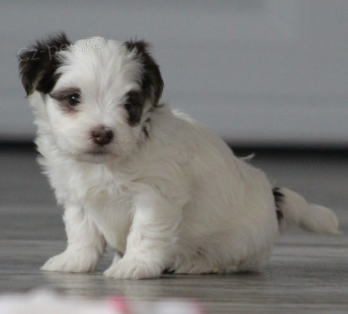 Havanese �t��ata na prodej.