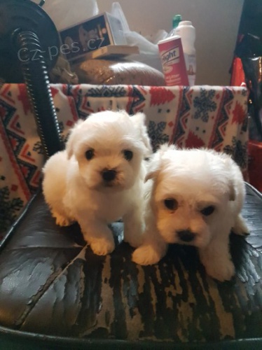 maltsk� �t��ata na prodej.