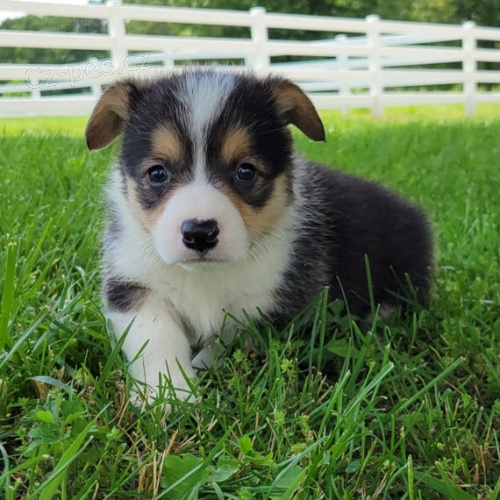 �t��ata Pembroke Welsh Corgi na prodej.