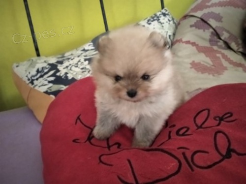 kr�sn� �picl �t��ata