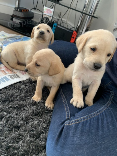 zlat� retr�vr �t��ata