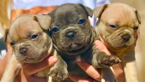 Francouzsk� buldocek �tenata