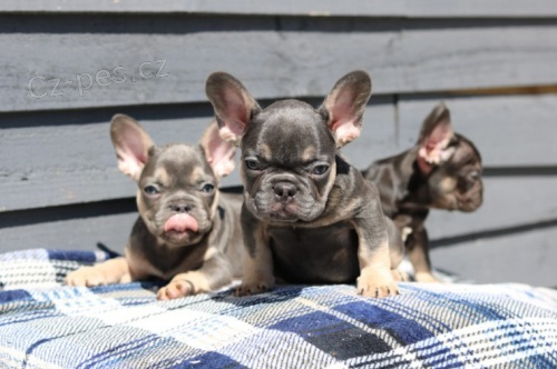 Francouzsk� buldocek �tenata