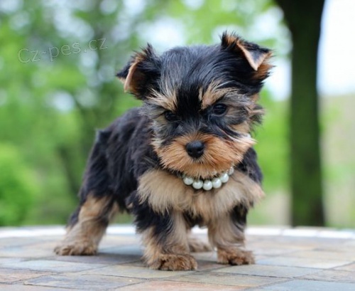 Yorkshire hra�ka ..