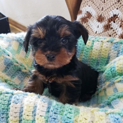 miniaturn� �t��ata york��rsk�ho teri�ra na prodej.