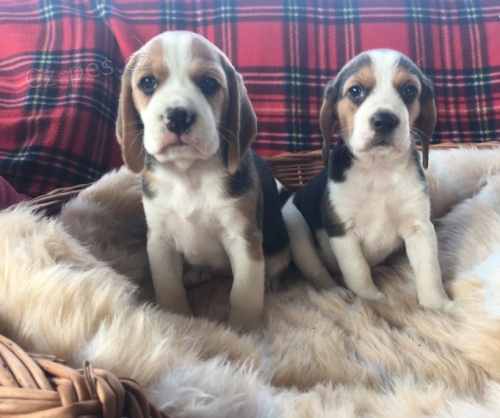 Kr�sn� a rozko�n� �t��ata trikol�ra beagle na prodej.