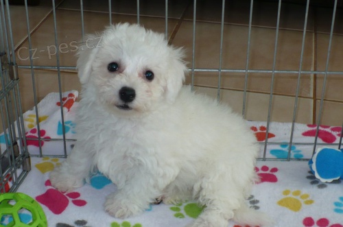 Bichon frize   �t��ata k dispozici a p�ipravena k prodeji.