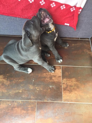 dispozici �t��ata cane corso italiano