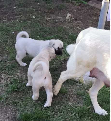 �t��ata kangal hledaj�c� nov� domovy