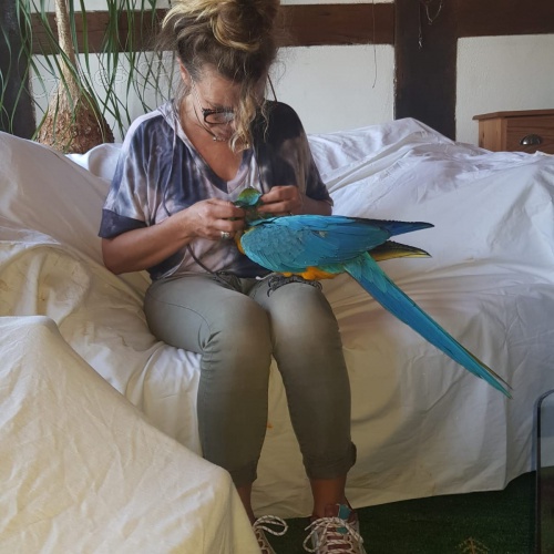 Prok�zan� chovn� dvojice modr� a zlat� macaws Mu� 9 let �ena 7 let velmi pou�n� a zvykl� na lidi