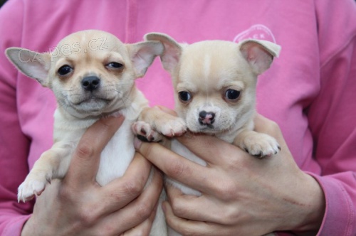 �ivava mini �t��ata bez PP