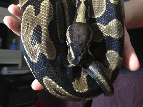 p�ijet� formul��e v pythonu