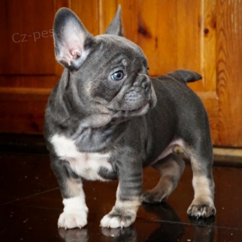 francouzsk� buldok �t��ata