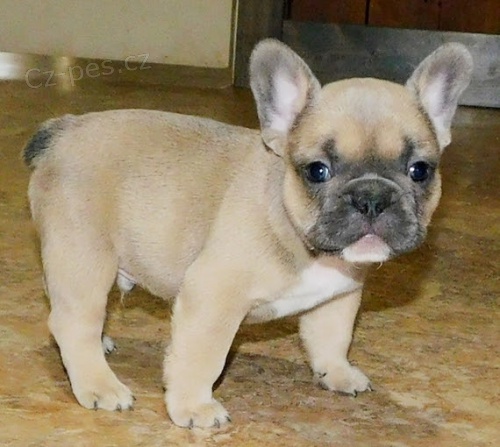 francouzsk� buldok �t��ata BEZ PP