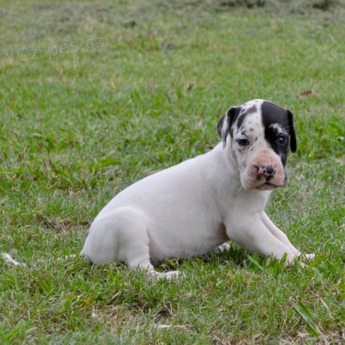 N�meck� doga �t��ata.