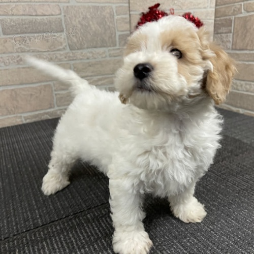 �t��ata bichon poo na prodej