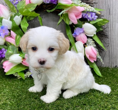 Havansk� �t��ata jsou p�ipravena na adopci a nov� rodiny.