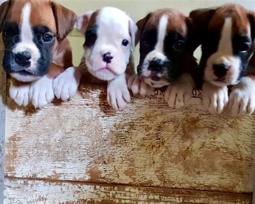 �t��ata boxera k adopci