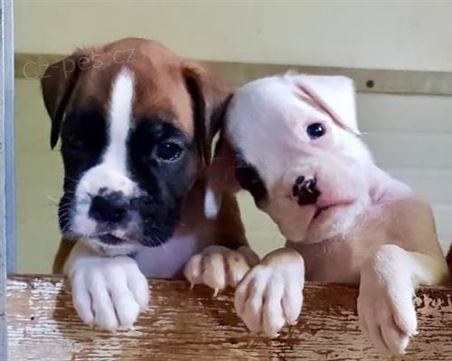 �t��ata boxera k adopci