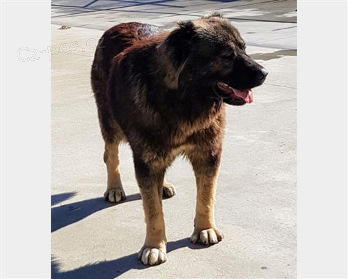 Pastore �t��ata k adopci