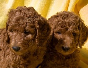 pudl� �t��ata