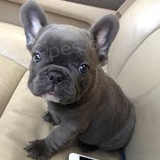 roztomil� francouzsk� buldo�ek ..