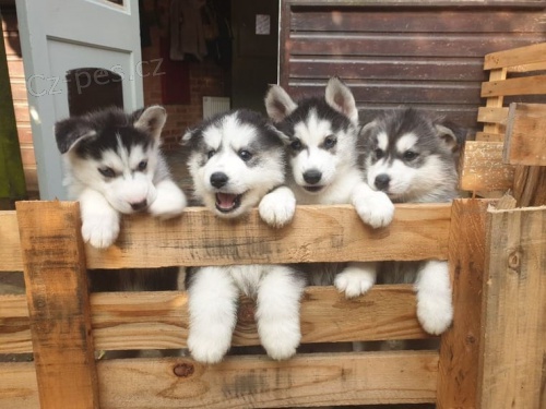 �t�n� sibi�sk�ho husky - foto