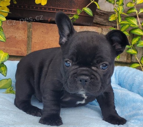 �t��ata francouzsk�ho buldo�ka