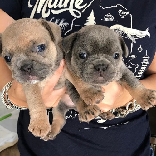 labradorsk� retr�vr..