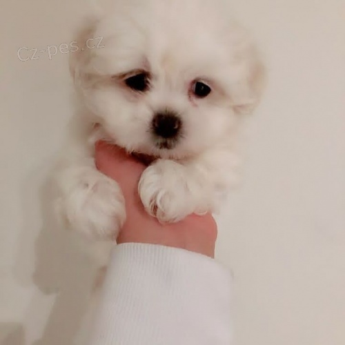 Rozko�n� maltsk� �tenata