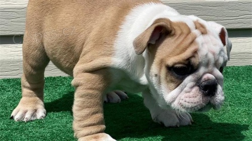 Anglick� buldok �t��ata