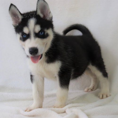 Rozko�n� sibi�sk� husky s kr�sn�mi modr�mi o�ima.