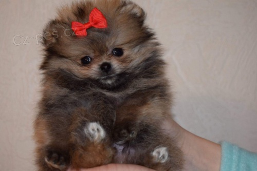 Pomeranian �t��ata k adopci