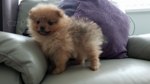mini pomeransk� �t��ata na prodej.