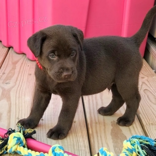 kr�sn� mu� a �ena �t��ata labradorsk�ho retr�vra na prodej.