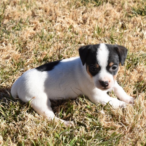 velkolep� �t��ata jack russell teri�ra na prodej.