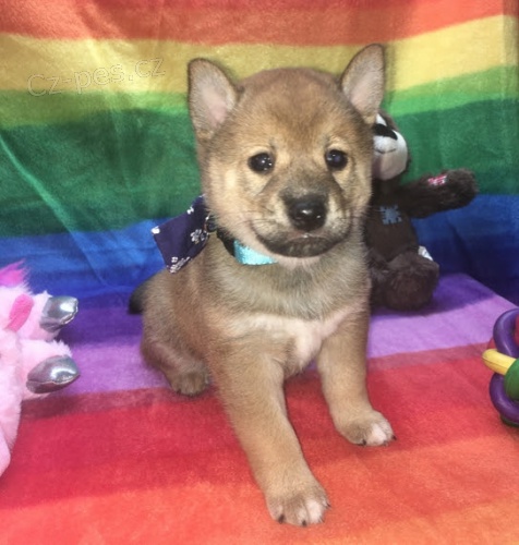 �t��ata shiba inu na prodej
