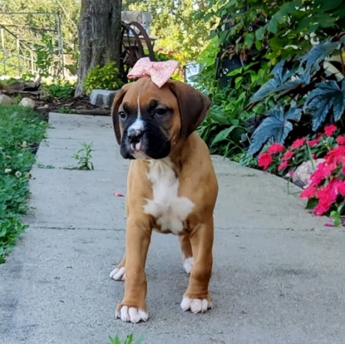 Dob�e tr�novan� �t��ata americk�ho buldoka na prodej.