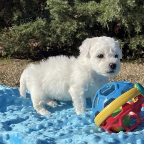 mini mini Bichon frize �t��ata na prodej.