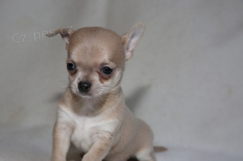 ��lek �aje �ivava �t��ata na prodej